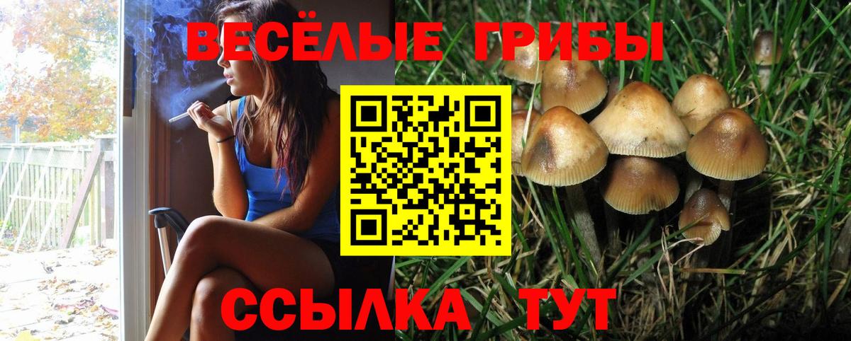 Галлюциногенные грибы Psilocybine cubensis Сокол